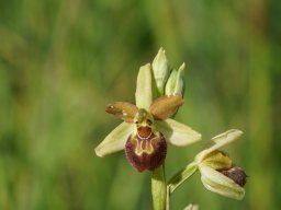 Ophrys_argensonensis_17-min